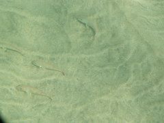 Pseudupeneus prayensis