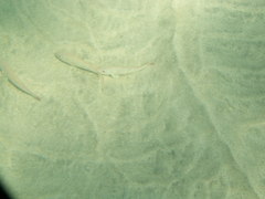 Pseudupeneus prayensis