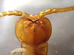 Gosibius paucidens