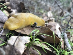 Ariolimax brachyphallus