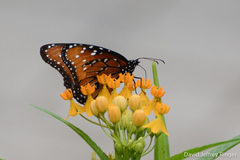 Danaus gilippus