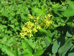 Lysimachia davurica