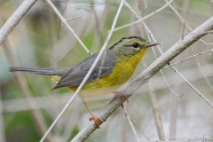 Basileuterus culicivorus