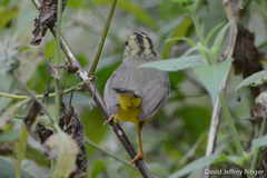 Basileuterus culicivorus