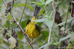 Basileuterus culicivorus