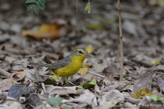 Basileuterus culicivorus