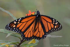 Danaus plexippus