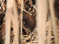 Ondatra zibethicus zibethicus