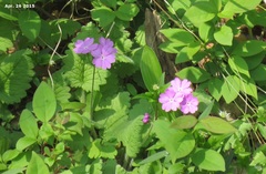 Primula sieboldii