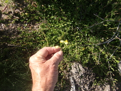 Hermannia concinnifolia