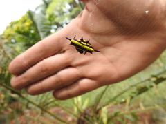 Gasteracantha fornicata