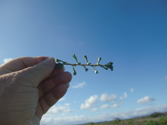 Hermannia concinnifolia