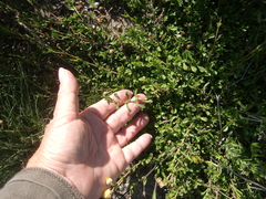 Hermannia concinnifolia