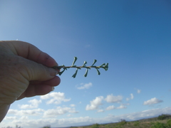 Hermannia concinnifolia