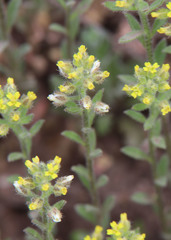 Alyssum simplex