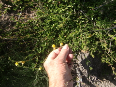 Hermannia concinnifolia