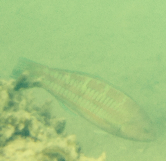 Thalassoma trilobatum