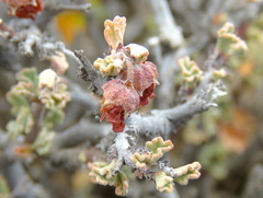 Hermannia desertorum