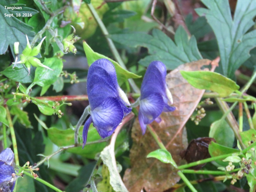 Aconitum jaluense