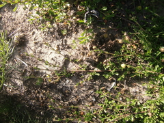 Hermannia concinnifolia