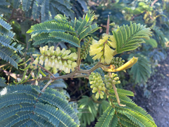 Paraserianthes