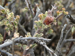 Hermannia desertorum