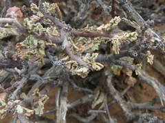 Hermannia desertorum