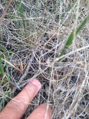 Spiranthes magnicamporum