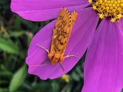 Chrysoecia dela