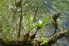 Bulbophyllum cylindrocarpum image