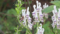 Aconitum umbrosum