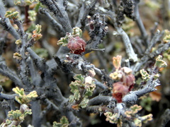 Hermannia desertorum