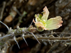 Monsonia salmoniflora