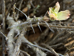 Monsonia salmoniflora