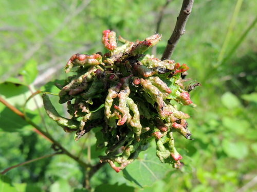 Aspen leafgall mite