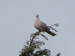 Streptopelia decaocto