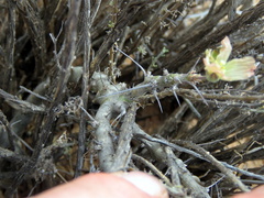 Monsonia salmoniflora