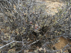Hermannia desertorum
