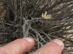 Monsonia salmoniflora