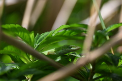 Anolis carolinensis