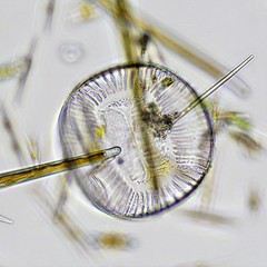 Campylodiscus clypeus