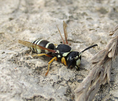 Hemipterochilus bembeciformis