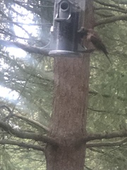 Haemorhous purpureus