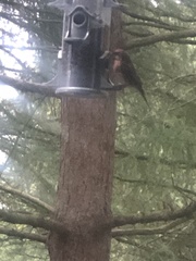 Haemorhous purpureus