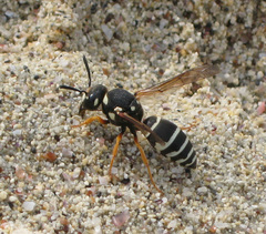 Hemipterochilus bembeciformis