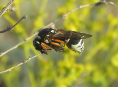 Hemipterochilus bembeciformis