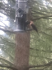 Haemorhous purpureus