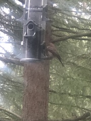 Haemorhous purpureus