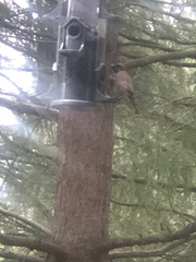 Haemorhous purpureus