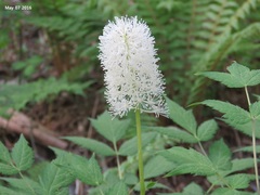 Actaea asiatica